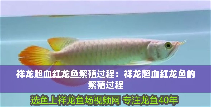 祥龍超血紅龍魚繁殖過程：祥龍超血紅龍魚的繁殖過程