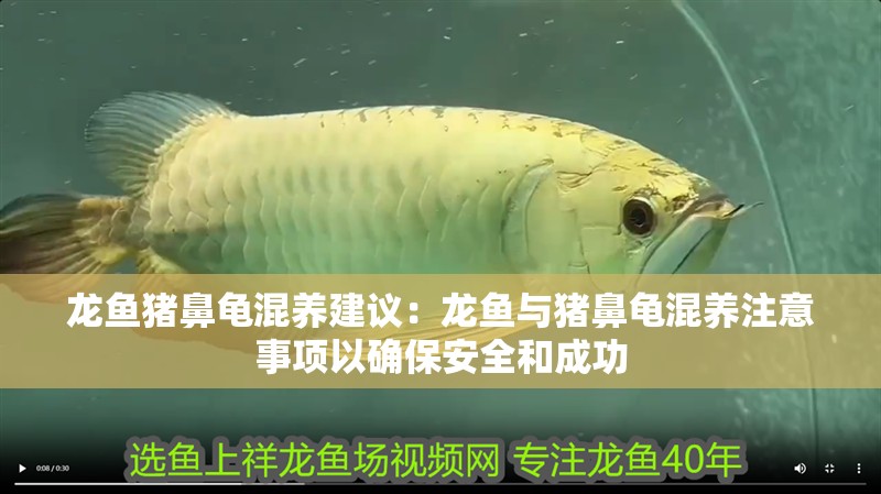龍魚豬鼻龜混養(yǎng)建議：龍魚與豬鼻龜混養(yǎng)注意事項以確保安全和成功