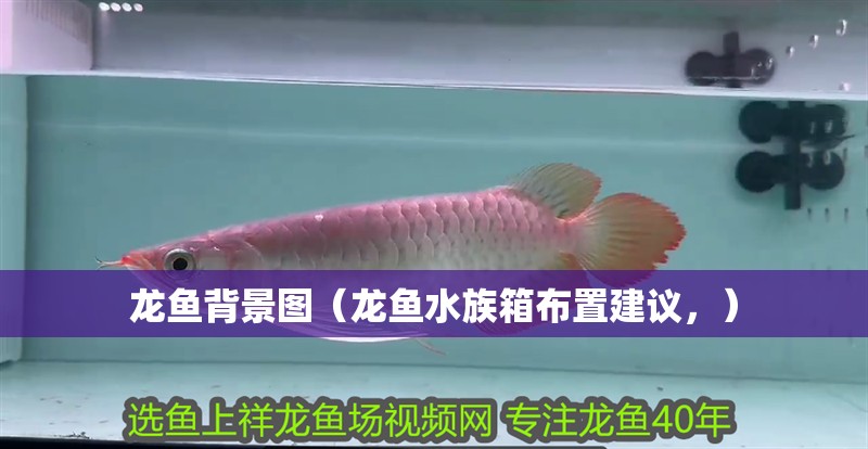 龍魚背景圖（龍魚水族箱布置建議，）