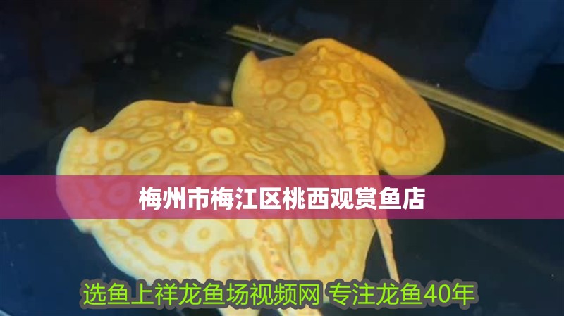 梅州市梅江區(qū)桃西觀賞魚店