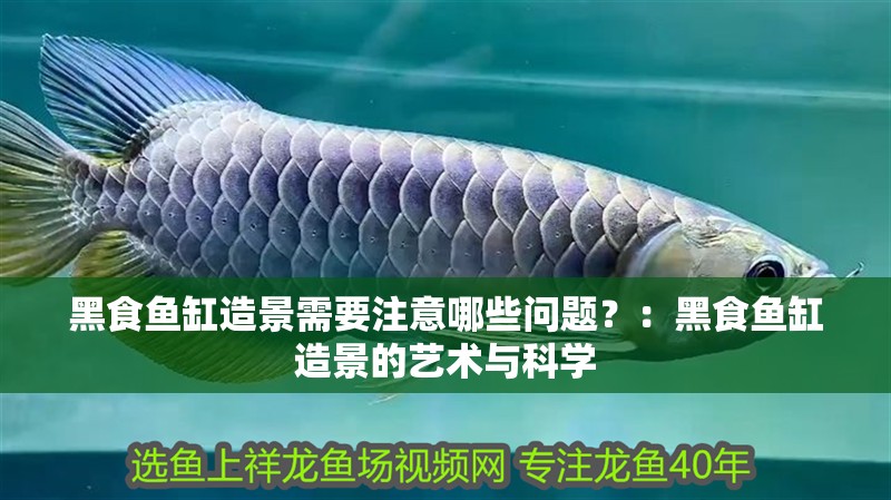 黑食魚缸造景需要注意哪些問題？：黑食魚缸造景的藝術與科學