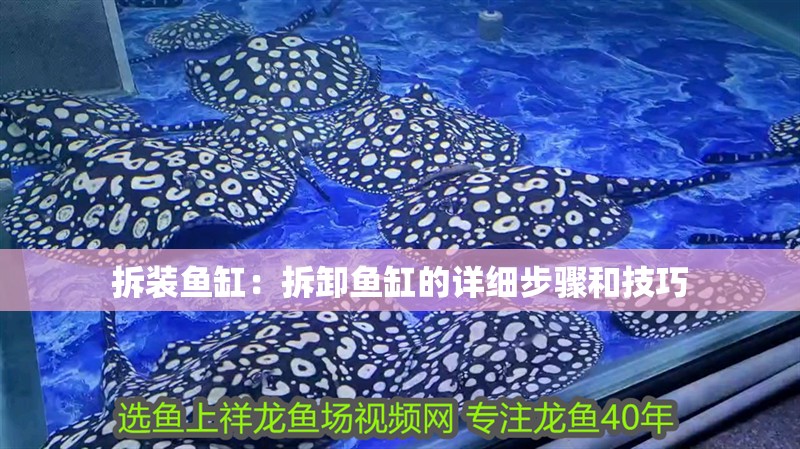 拆裝魚缸：拆卸魚缸的詳細步驟和技巧