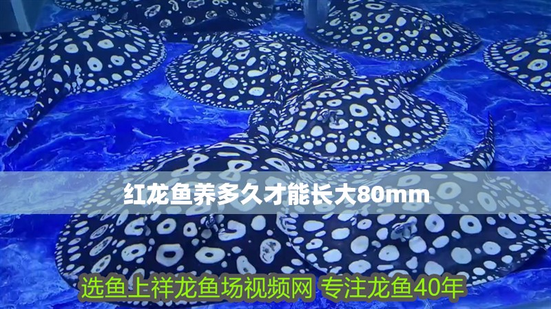 紅龍魚養(yǎng)多久才能長大80mm
