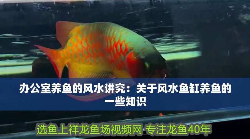 辦公室養魚的風水講究：關于風水魚缸養魚的一些知識