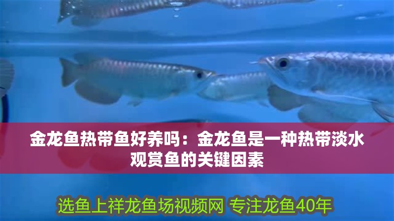 金龍魚熱帶魚好養嗎：金龍魚是一種熱帶淡水觀賞魚的關鍵因素