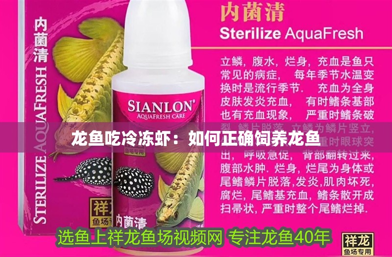龍魚吃冷凍蝦：如何正確飼養龍魚
