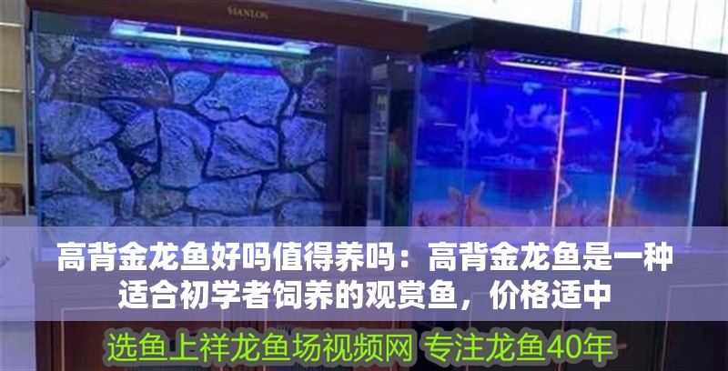 高背金龍魚好嗎值得養嗎：高背金龍魚是一種適合初學者飼養的觀賞魚，價格適中