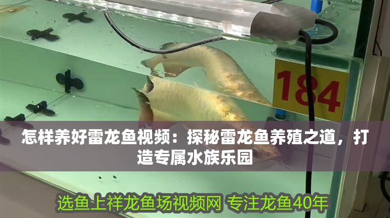 怎樣養(yǎng)好雷龍魚視頻：探秘雷龍魚養(yǎng)殖之道，打造專屬水族樂園