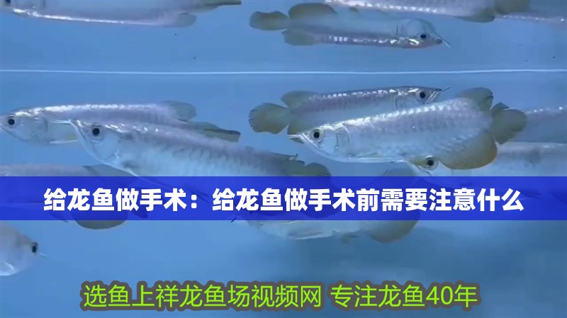 給龍魚做手術(shù)：給龍魚做手術(shù)前需要注意什么