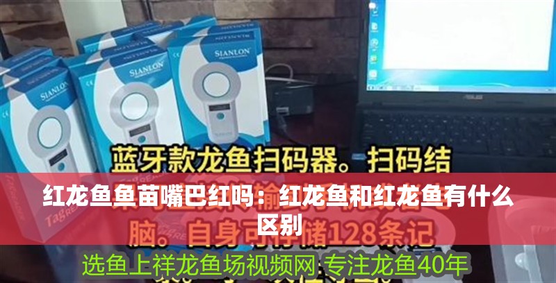 紅龍魚魚苗嘴巴紅嗎：紅龍魚和紅龍魚有什么區別