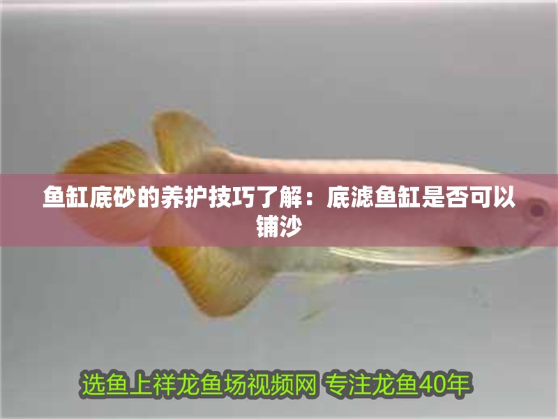 魚缸底砂的養護技巧了解：底濾魚缸是否可以鋪沙