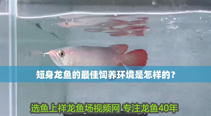 短身龍魚的最佳飼養環境是怎樣的？ 短身龍魚的最佳飼養環境是怎樣的？ 龍魚百科