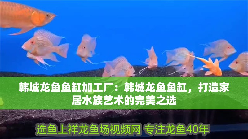 韓城龍魚魚缸加工廠：韓城龍魚魚缸，打造家居水族藝術的完美之選