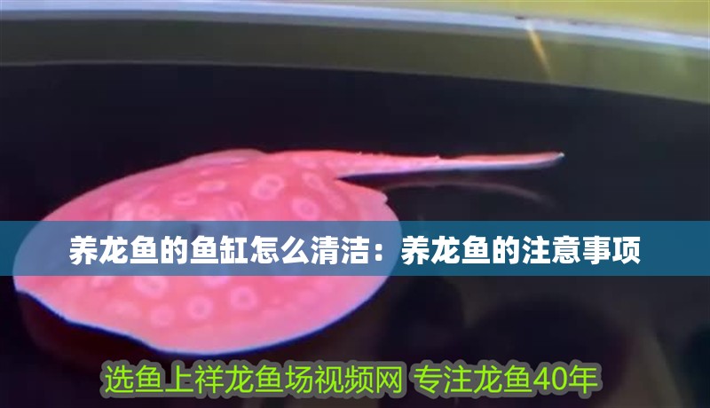 養龍魚的魚缸怎么清潔：養龍魚的注意事項