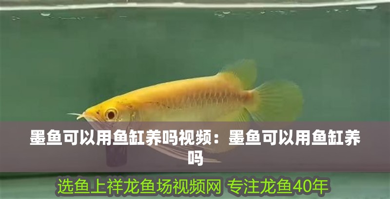墨魚(yú)可以用魚(yú)缸養(yǎng)嗎視頻：墨魚(yú)可以用魚(yú)缸養(yǎng)嗎