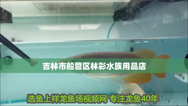 吉林市船營區林彩水族用品店