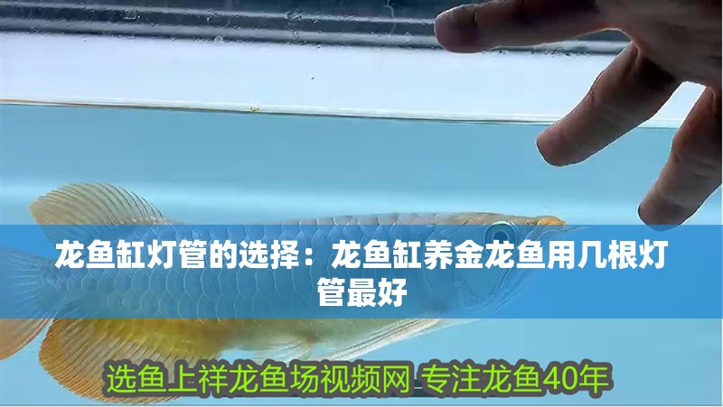 龍魚缸燈管的選擇：龍魚缸養金龍魚用幾根燈管最好