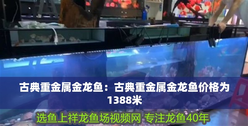 古典重金屬金龍魚：古典重金屬金龍魚價格為1388米