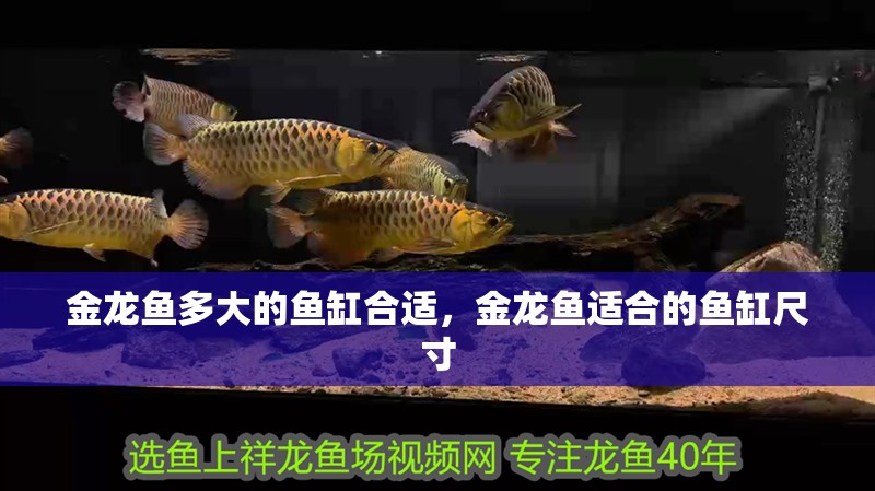 金龍魚多大的魚缸合適，金龍魚適合的魚缸尺寸