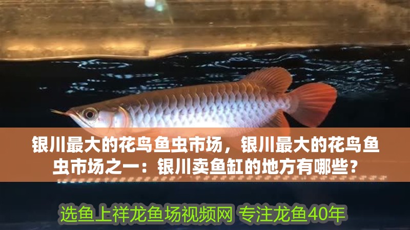 銀川最大的花鳥(niǎo)魚(yú)蟲(chóng)市場(chǎng)，銀川最大的花鳥(niǎo)魚(yú)蟲(chóng)市場(chǎng)之一：銀川賣(mài)魚(yú)缸的地方有哪些？