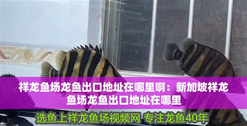 祥龍魚場龍魚出口地址在哪里啊：新加坡祥龍魚場龍魚出口地址在哪里