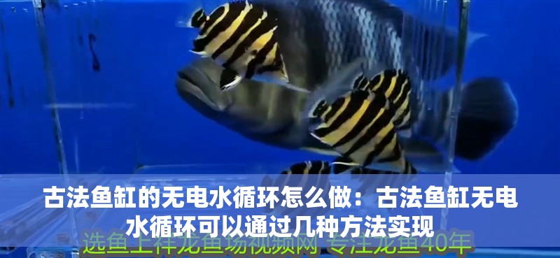 古法魚缸的無電水循環怎么做：古法魚缸無電水循環可以通過幾種方法實現