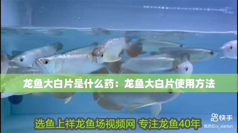 龍魚大白片是什么藥：龍魚大白片使用方法 龍魚大白片是什么藥：龍魚大白片使用方法 龍魚百科