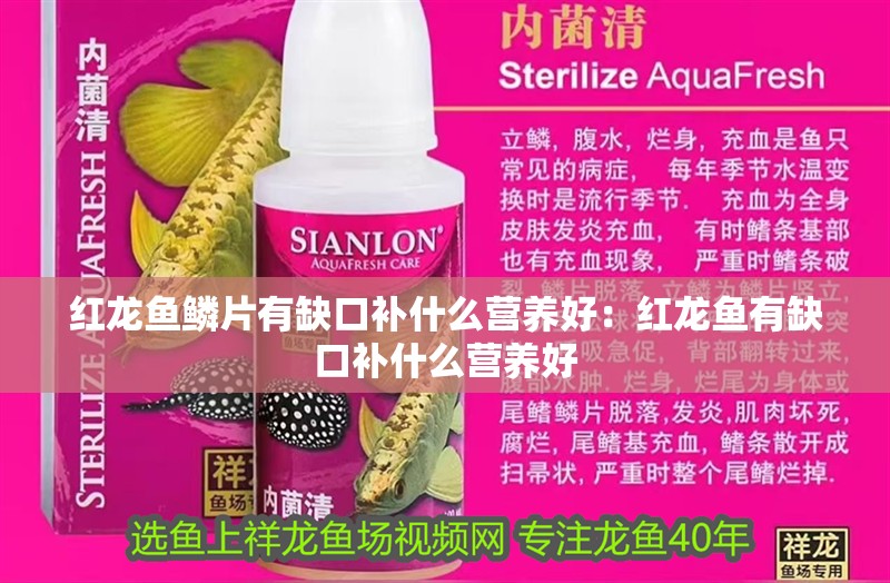 紅龍魚鱗片有缺口補(bǔ)什么營養(yǎng)好：紅龍魚有缺口補(bǔ)什么營養(yǎng)好