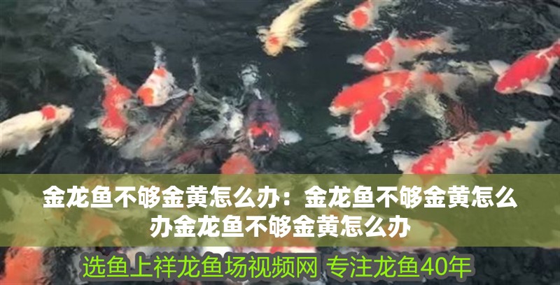 金龍魚(yú)不夠金黃怎么辦：金龍魚(yú)不夠金黃怎么辦金龍魚(yú)不夠金黃怎么辦