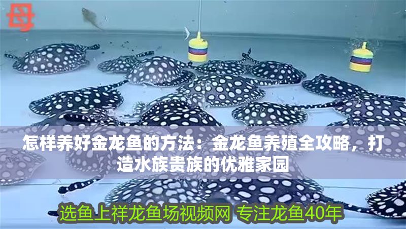 怎樣養(yǎng)好金龍魚的方法：金龍魚養(yǎng)殖全攻略，打造水族貴族的優(yōu)雅家園