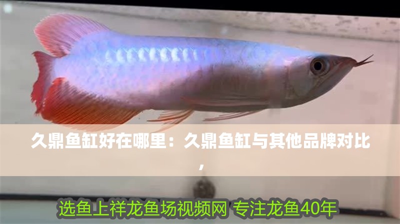 久鼎魚缸好在哪里：久鼎魚缸與其他品牌對比，