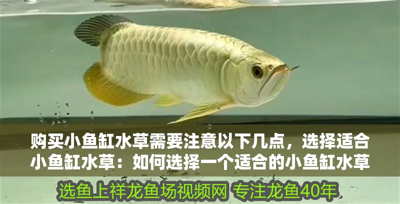 購買小魚缸水草需要注意以下幾點，選擇適合小魚缸水草：如何選擇一個適合的小魚缸水草