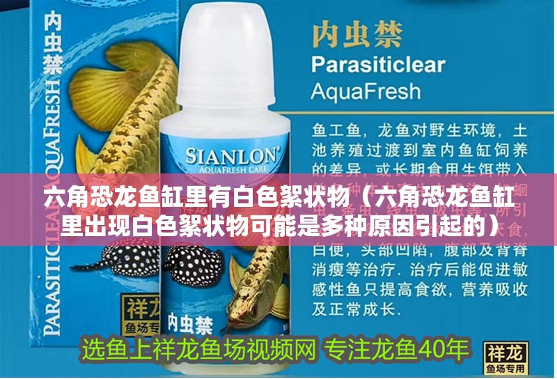 六角恐龍魚缸里有白色絮狀物（六角恐龍魚缸里出現白色絮狀物可能是多種原因引起的）