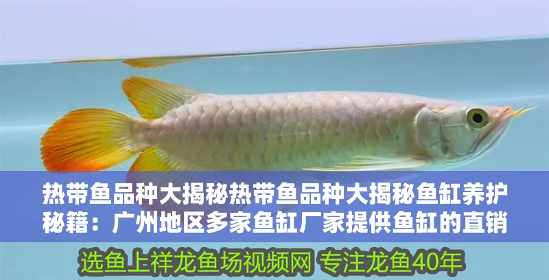什么魚能和龍魚、虎魚混養(yǎng)(龍魚能和虎魚混養(yǎng)嗎) 熱帶魚品種大揭秘熱帶魚品種大揭秘魚缸養(yǎng)護秘籍:廣州地區(qū)多家魚缸廠家提供魚缸的直銷服務(wù) 魚缸百科 熱帶魚品種大揭秘熱帶魚品種大揭秘魚缸養(yǎng)護秘籍:廣州地區(qū)多家魚缸廠家提供魚缸的直銷服務(wù) 熱帶魚品種大揭秘熱帶魚品種大揭秘魚缸養(yǎng)護秘籍:廣州地區(qū)多家魚缸廠家提供魚缸的直銷服務(wù) 魚缸百科