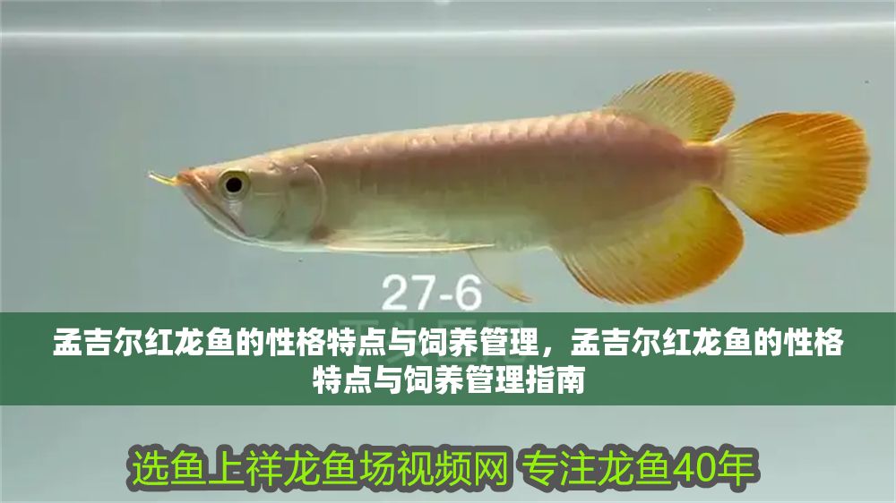 孟吉爾紅龍魚的性格特點與飼養管理，孟吉爾紅龍魚的性格特點與飼養管理指南