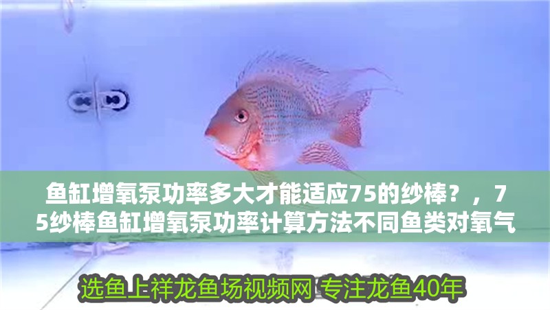 魚缸增氧泵功率多大才能適應75的紗棒？，75紗棒魚缸增氧泵功率計算方法不同魚類對氧氣需求差異 魚缸增氧泵功率多大才能適應75的紗棒？，75紗棒魚缸增氧泵功率計算方法不同魚類對氧氣需求差異 魚缸百科
