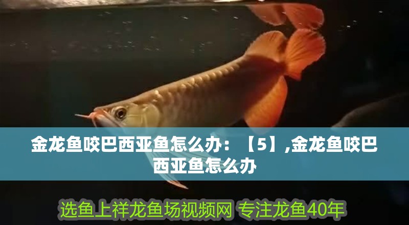 金龍魚咬巴西亞魚怎么辦：【5】,金龍魚咬巴西亞魚怎么辦