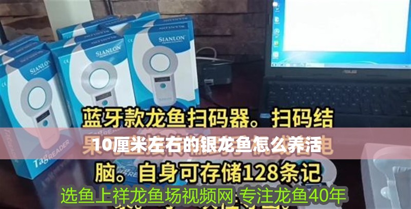 10厘米左右的銀龍魚怎么養(yǎng)活