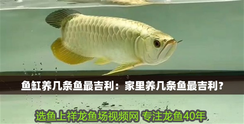 魚缸養幾條魚最吉利：家里養幾條魚最吉利？