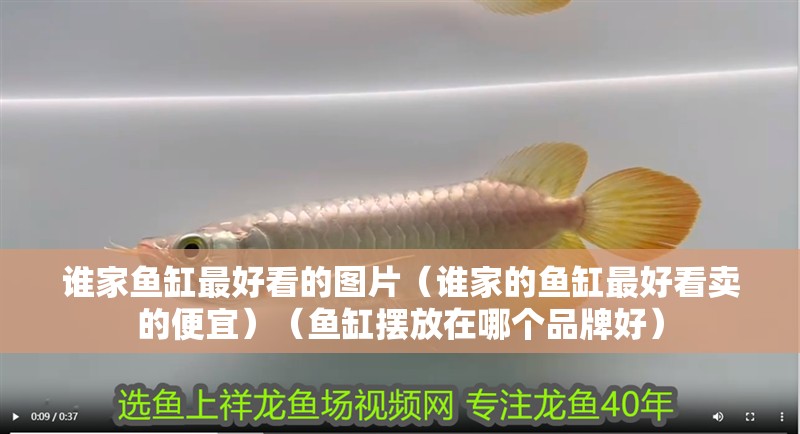 誰(shuí)家魚缸最好看的圖片（誰(shuí)家的魚缸最好看賣的便宜）（魚缸擺放在哪個(gè)品牌好）
