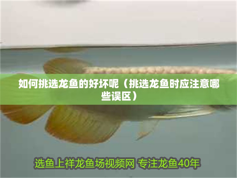 如何挑選龍魚的好壞呢（挑選龍魚時應(yīng)注意哪些誤區(qū)）