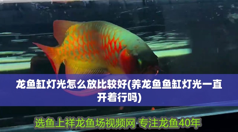 龍魚缸燈光怎么放比較好(養(yǎng)龍魚魚缸燈光一直開著行嗎)