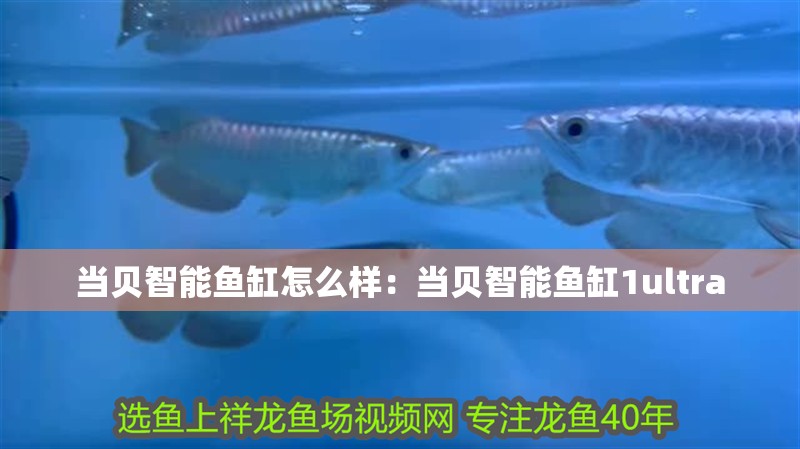 當貝智能魚缸怎么樣：當貝智能魚缸1ultra