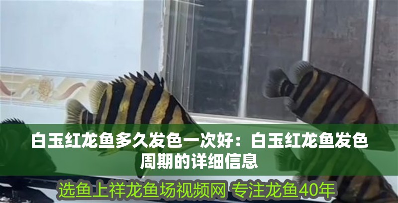 白玉紅龍魚多久發色一次好：白玉紅龍魚發色周期的詳細信息