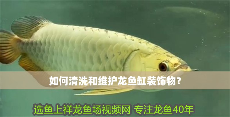 如何清洗和維護(hù)龍魚缸裝飾物？ 如何清洗和維護(hù)龍魚缸裝飾物？ 龍魚百科