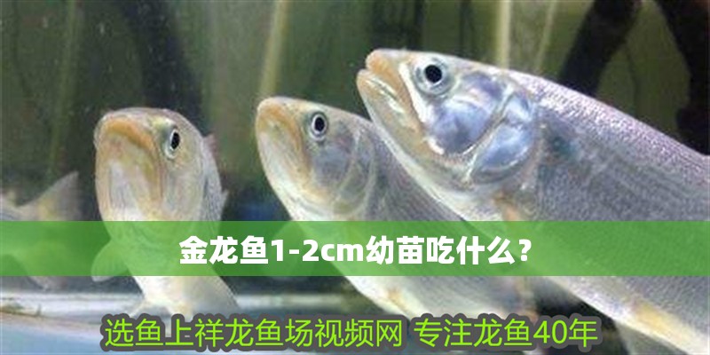 金龍魚1-2cm幼苗吃什么？
