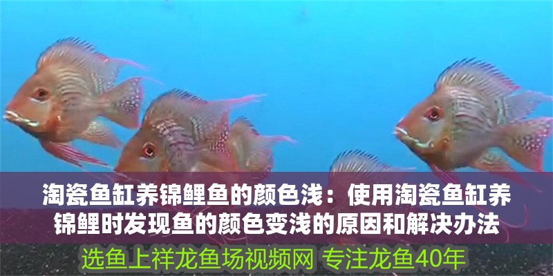 淘瓷魚缸養(yǎng)錦鯉魚的顏色淺：使用淘瓷魚缸養(yǎng)錦鯉時發(fā)現(xiàn)魚的顏色變淺的原因和解決辦法