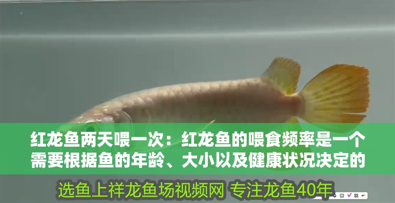 紅龍魚兩天喂一次：紅龍魚的喂食頻率是一個需要根據魚的年齡、大小以及健康狀況決定的問題