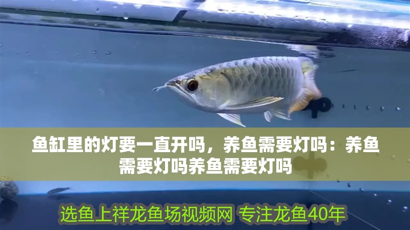 魚缸里的燈要一直開嗎，養(yǎng)魚需要燈嗎：養(yǎng)魚需要燈嗎養(yǎng)魚需要燈嗎