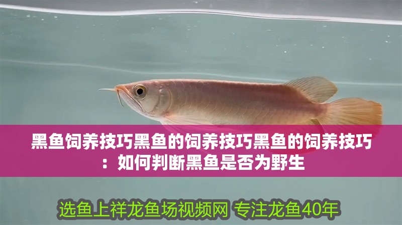 黑魚飼養技巧黑魚的飼養技巧黑魚的飼養技巧：如何判斷黑魚是否為野生